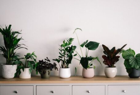 Indoor Plants - green plant on white ceramic pot