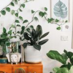 Indoor Plants - green leafed plant