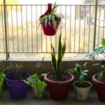 Balcony Gardening - red flower in purple pot