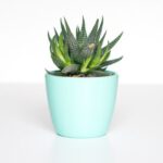 Potted Plants - green succulent in teal ceramic vase