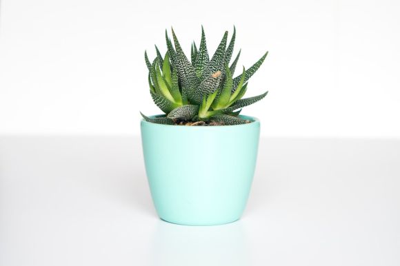 Potted Plants - green succulent in teal ceramic vase