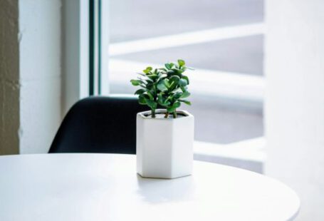 Potted Plants - green plant in white ceramic pot on white table