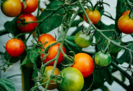 Growing Vegetables - tomatoes hanging on tomato plant