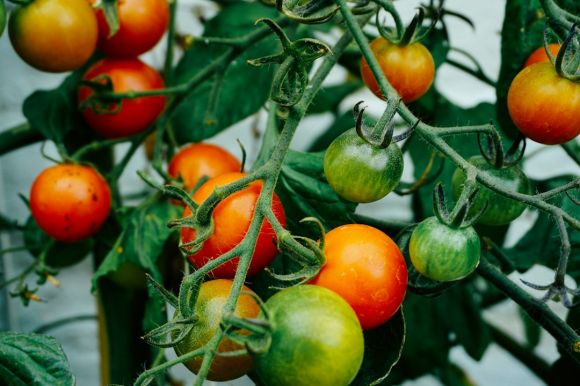 Growing Vegetables - tomatoes hanging on tomato plant