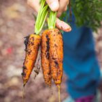 Vegetable Gardening - person holding carrots