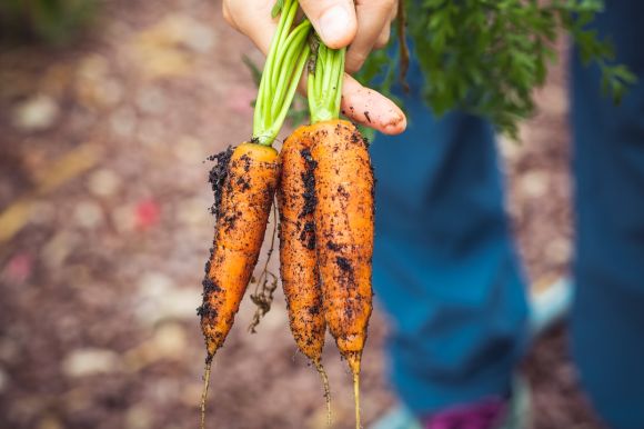 Vegetable Gardening - person holding carrots