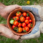 Vegetable Gardening - bowl of tomatoes served on person hand