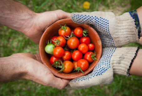Vegetable Gardening - bowl of tomatoes served on person hand