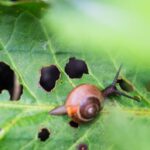 Pest - brown snail on green leaf
