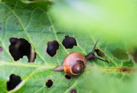 Pest - brown snail on green leaf