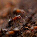 Pest - colony of fire ant