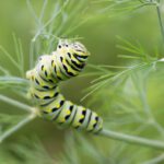 Pest - caterpillar on branch