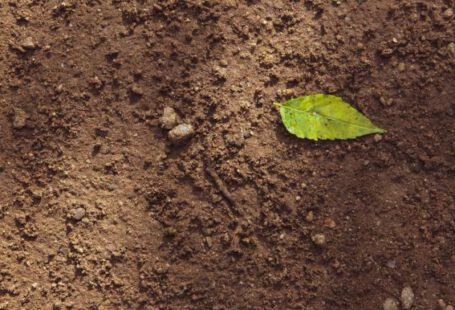 Soil - green leaf on brown soil