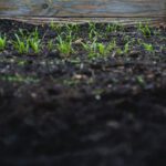 Soil - green leafed plants on black soil at daytime