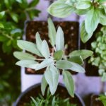 Indoor Herb - shallow focus photography of green leafed plant