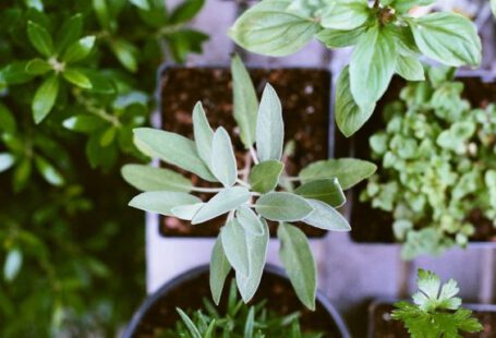 Indoor Herb - shallow focus photography of green leafed plant