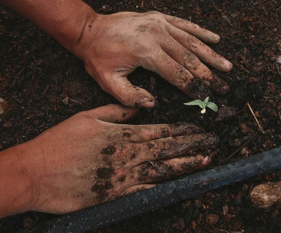 Planting - green plant on persons hand