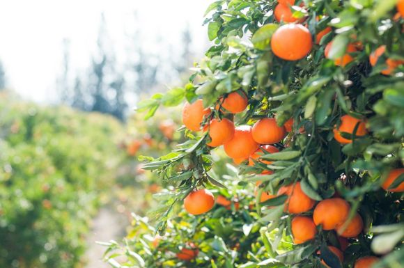Fruit Garden - orange fruit tree