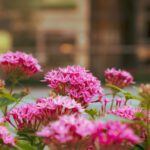 Flower Beds - pink flowers in tilt shift lens