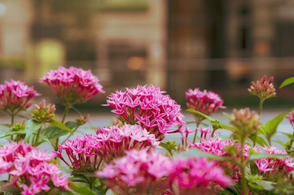 Flower Beds - pink flowers in tilt shift lens