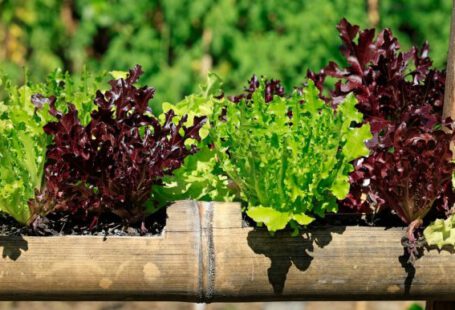 Edible Garden - lettuce plants growing in a wooden planter box