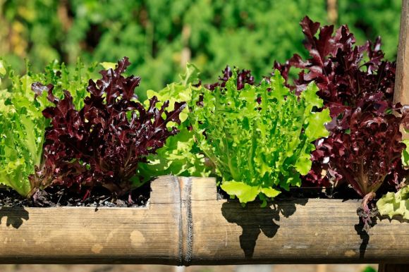 Edible Garden - lettuce plants growing in a wooden planter box