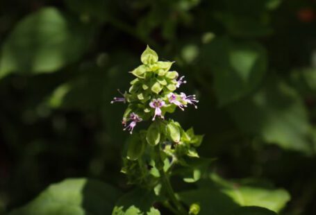 Edible Plants - a close up of a flower with green leaves in the background