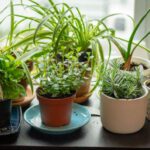 Herb Garden - assorted potted indoor plants on table