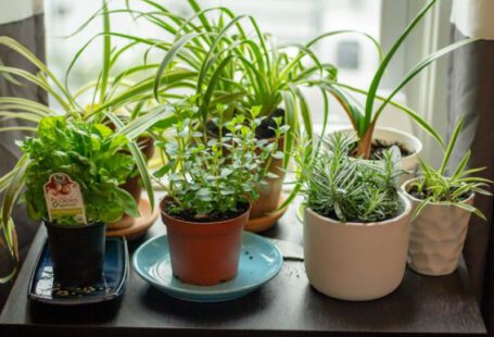 Herb Garden - assorted potted indoor plants on table