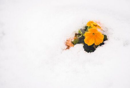 Snow Flower - yellow flower