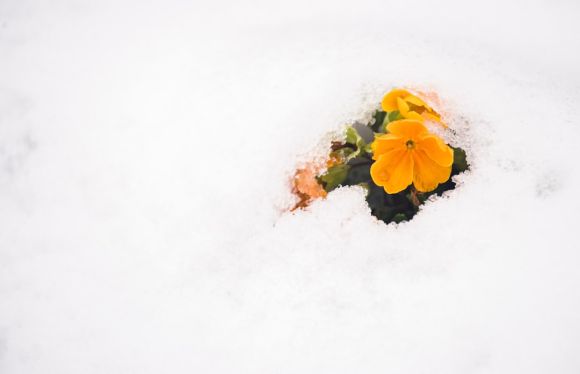 Snow Flower - yellow flower
