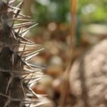 Xeriscaping - thorns, cactus, sharp