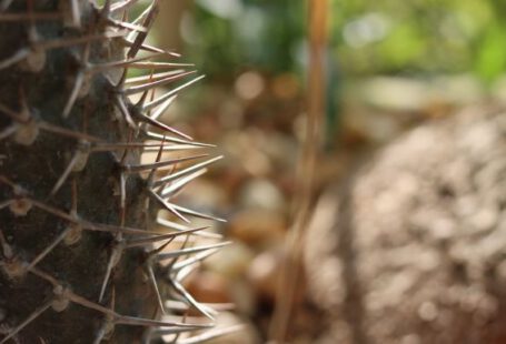 Xeriscaping - thorns, cactus, sharp
