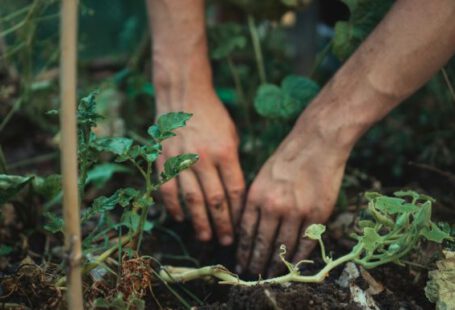 Gardening - person holding green plant stem