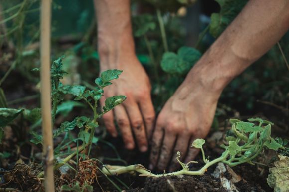 Gardening - person holding green plant stem