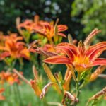 Flower Beds - orange flower in tilt shift lens
