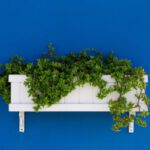 Flower Bed - green leafed plant on white wooden wall-mounted rack