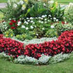 Flower Beds - red and white flower garden