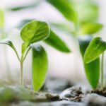 Watering Plant - green plants on soil