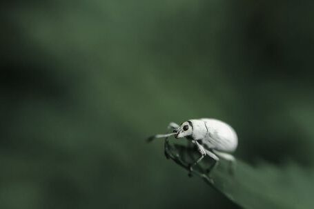 Integrated Pest Management - White and Black Bug on Green Leaf