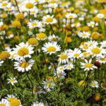 Medicinal Herbs - Shallow Focus Photography of Yellow and White Flowers during Daytime