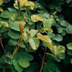 Edible Plants - Himalayan Blackberry Plants