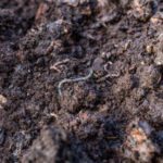 Earthworms - Earthworms on Moist Dirt Ground