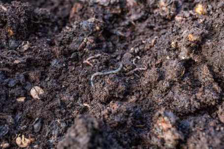 Earthworms - Earthworms on Moist Dirt Ground