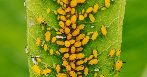 Plant Pests - Colony of Yellow Aphids Feeding of the Plant