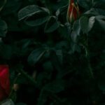 Four-Season Garden - Photography of Red Rose Plant