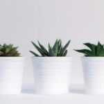 Pots - Three Green Assorted Plants in White Ceramic Pots
