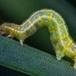 Insect Pests - Shallow Focus Photography of Green Caterpillar on Green Leaf