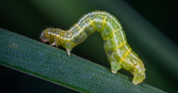 Insect Pests - Shallow Focus Photography of Green Caterpillar on Green Leaf