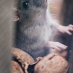 Pests - Soft Focus of Mice through Walls